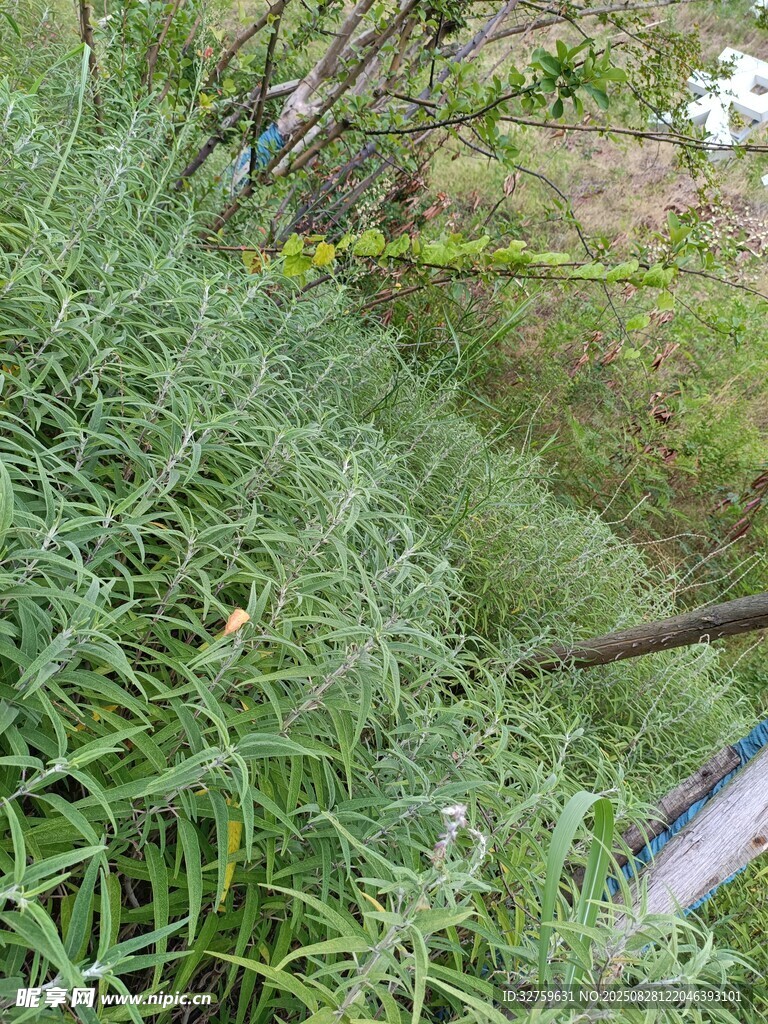 翠绿繁茂的植物景观