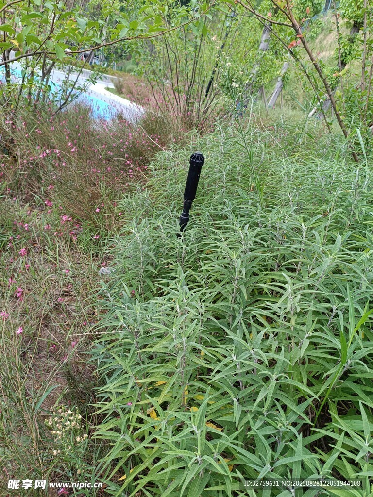 野外绿植丛生的自然景象