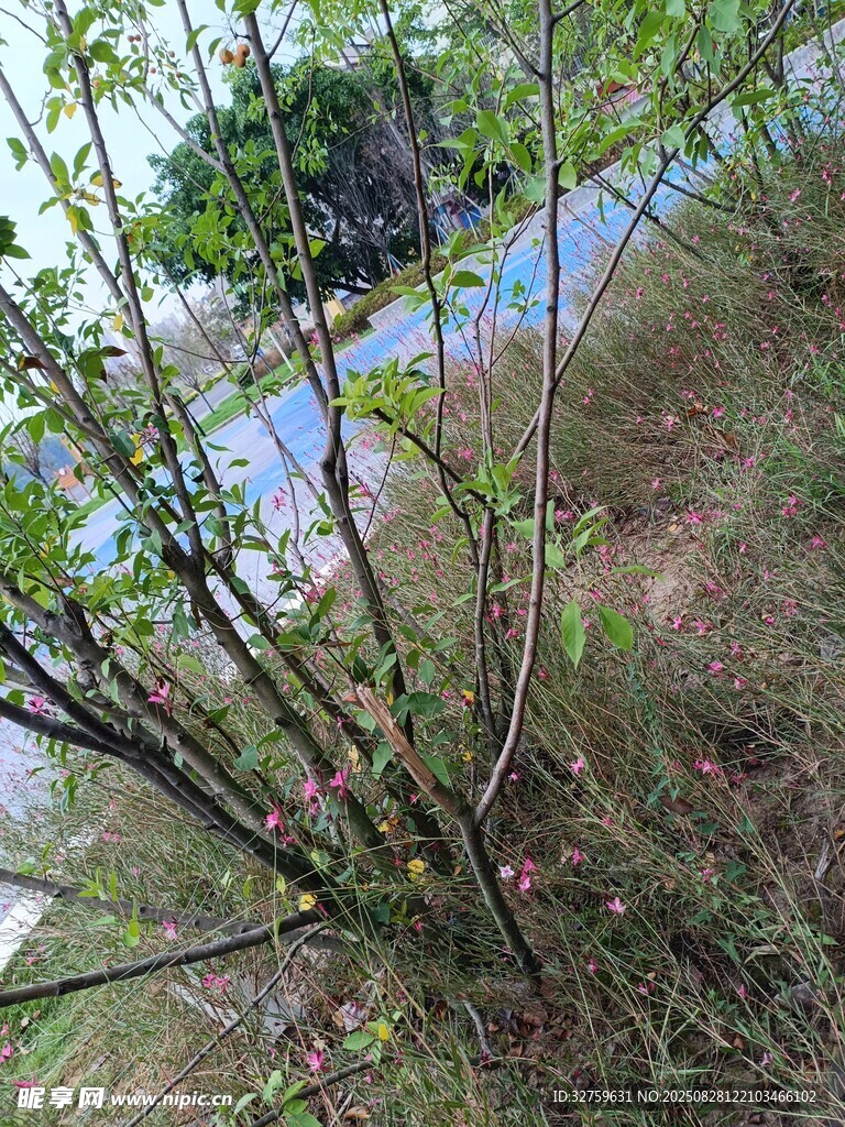 春日野外的繁茂树枝