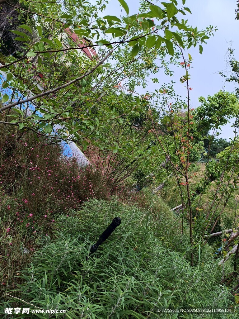 山林间的绿植与远处景象