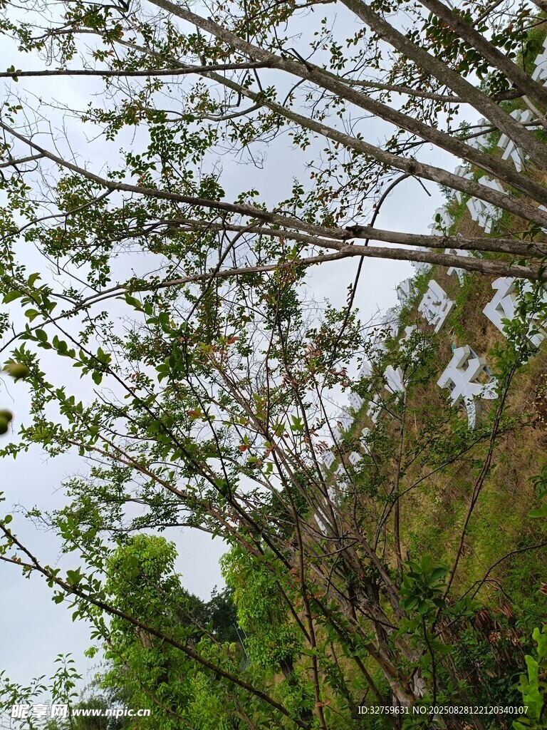 繁茂树枝与绿意盎然景象