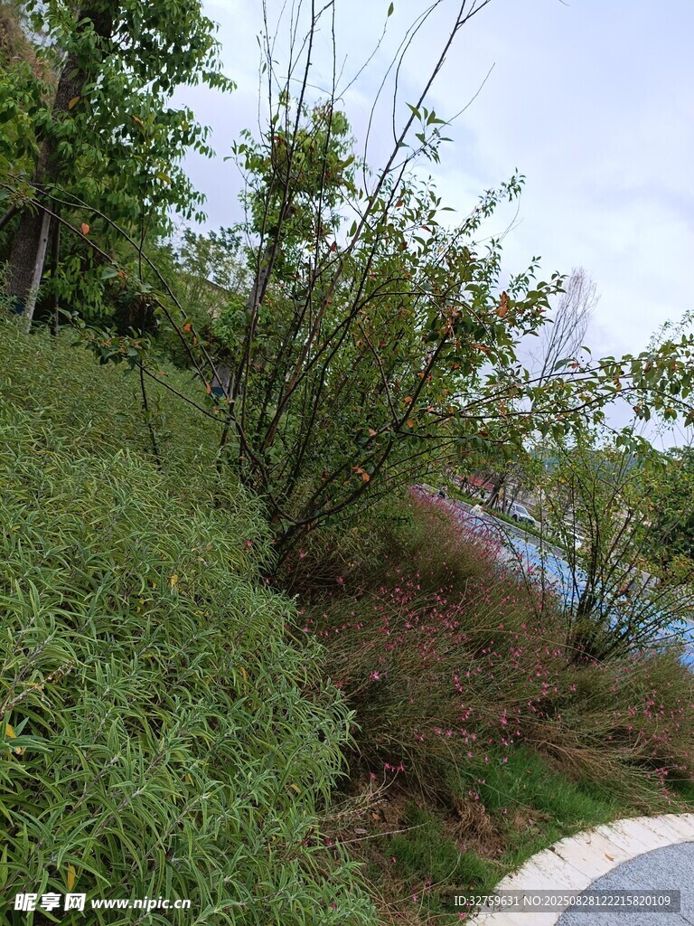 路边绿意盎然的植被景观