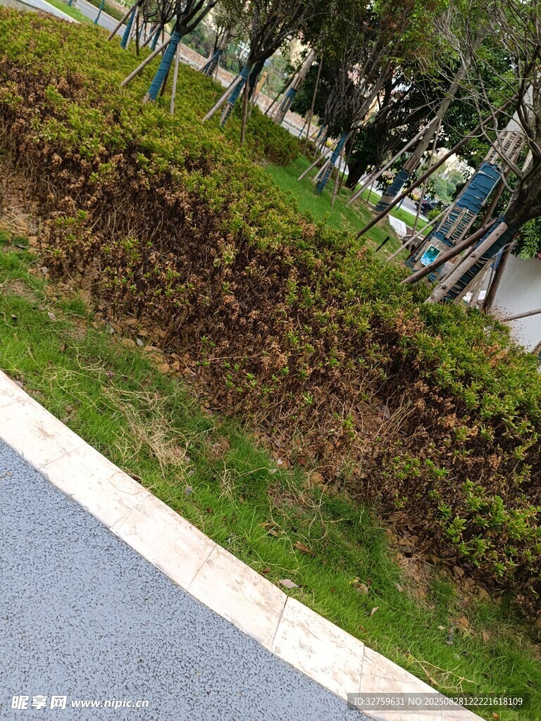 路边绿植景观