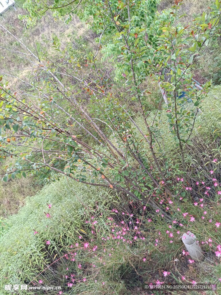 野外繁茂草木景象