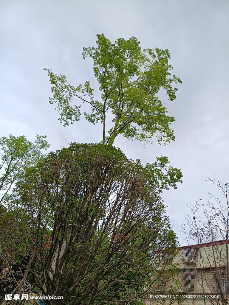 户外绿意盎然的树木景观