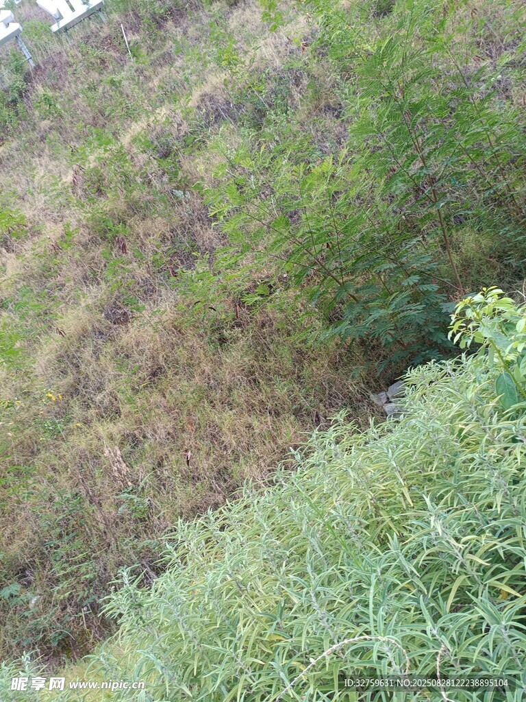 山坡绿植景观