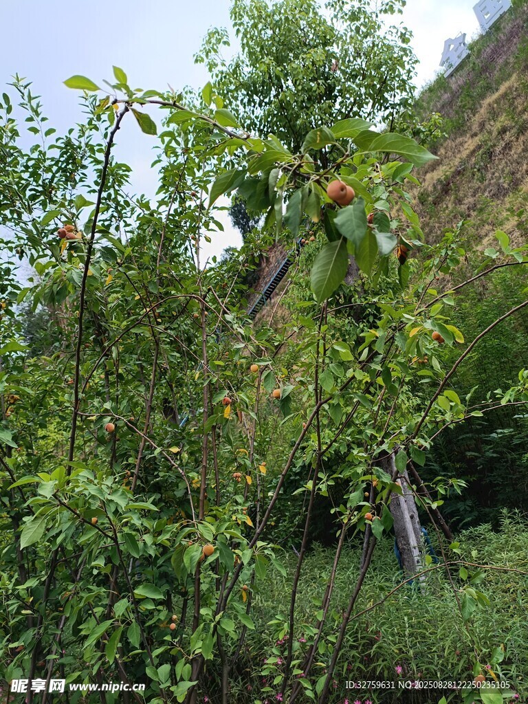 山间繁茂绿植景观