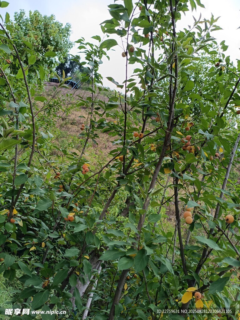 果园中的繁茂果树景象