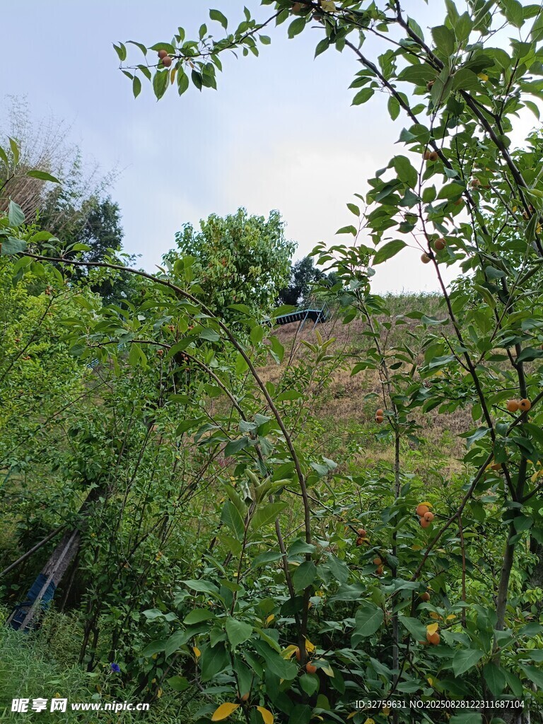 绿意盎然的山坡植被