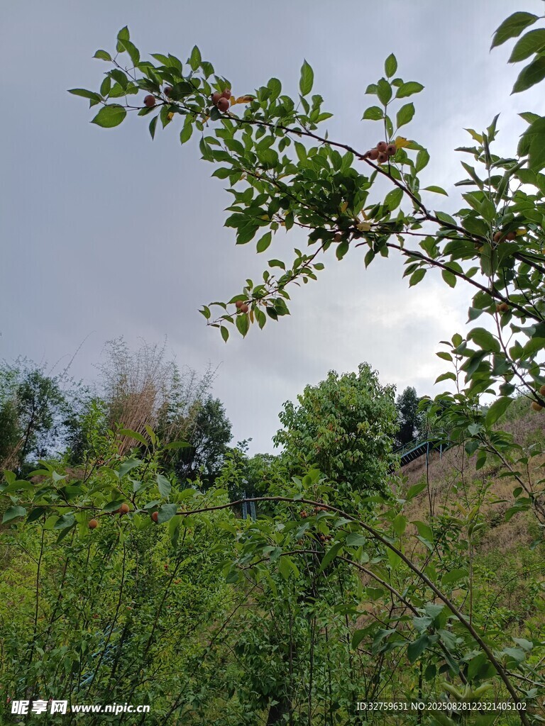 绿意盎然的户外植物景象