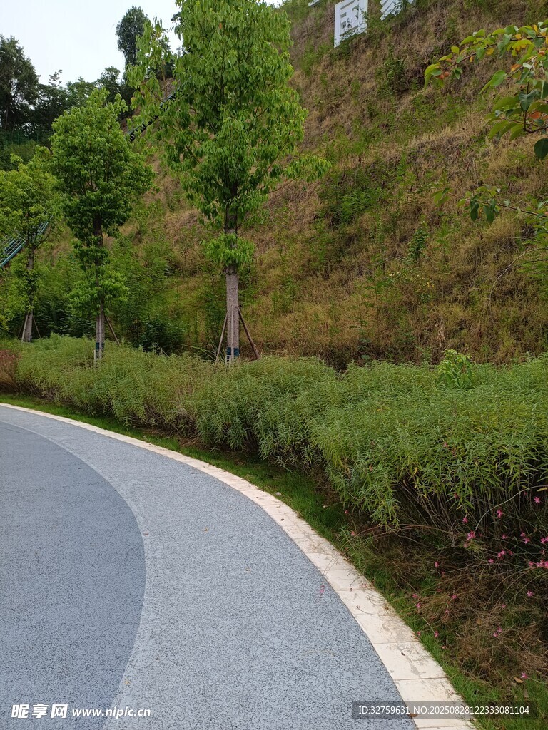 蜿蜒小路旁的绿植景观