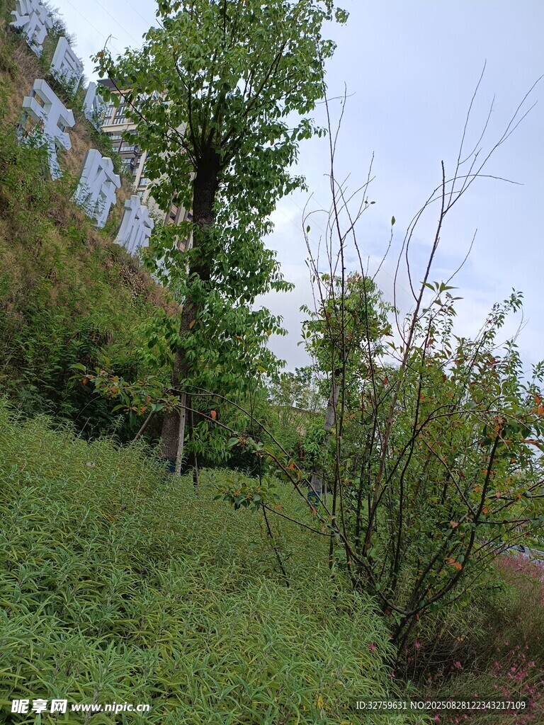 绿意盎然的户外自然景致