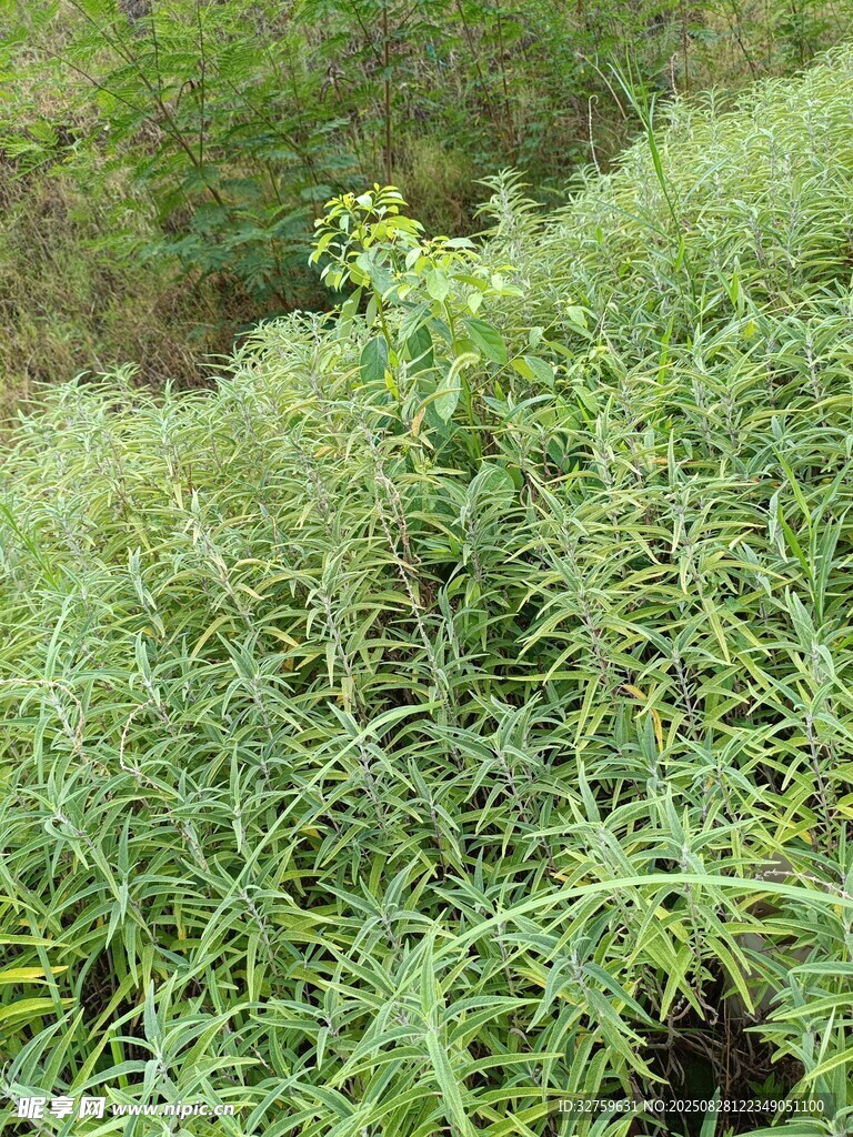 野外丛生的绿色植物