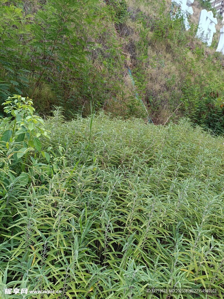 茂密绿植景观