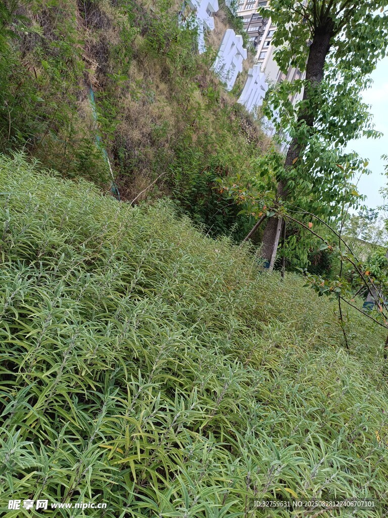 绿意盎然的草地与树木