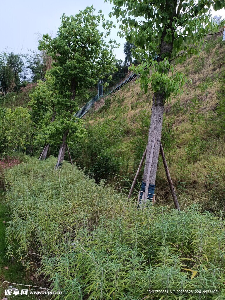 山坡绿植与树木景观