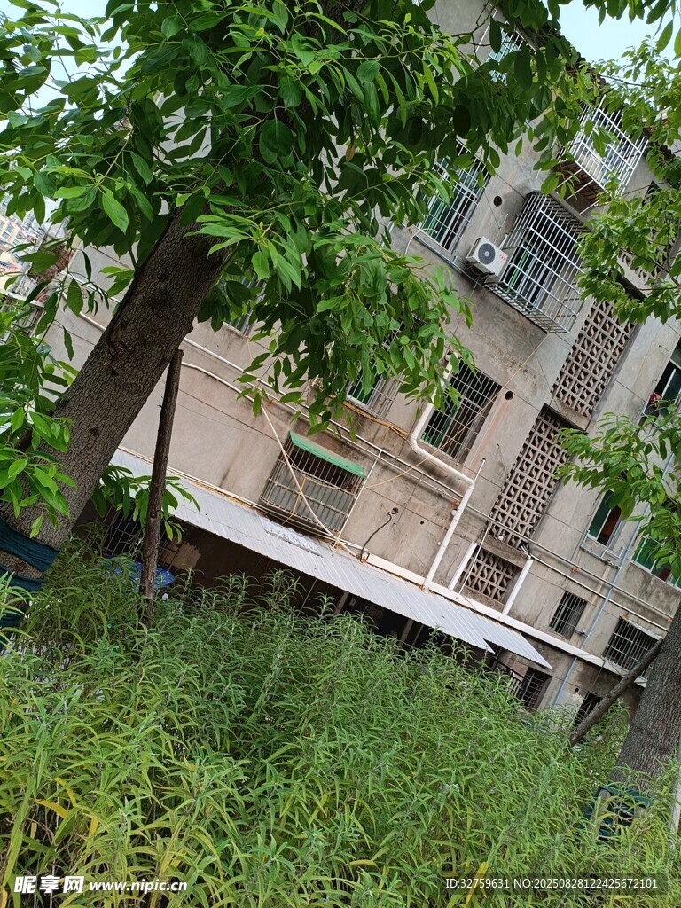 废弃楼房旁的绿植景象