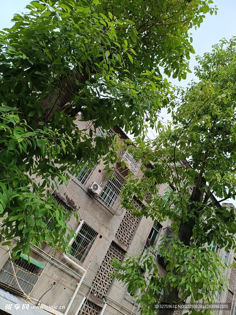 绿树掩映下的古朴建筑