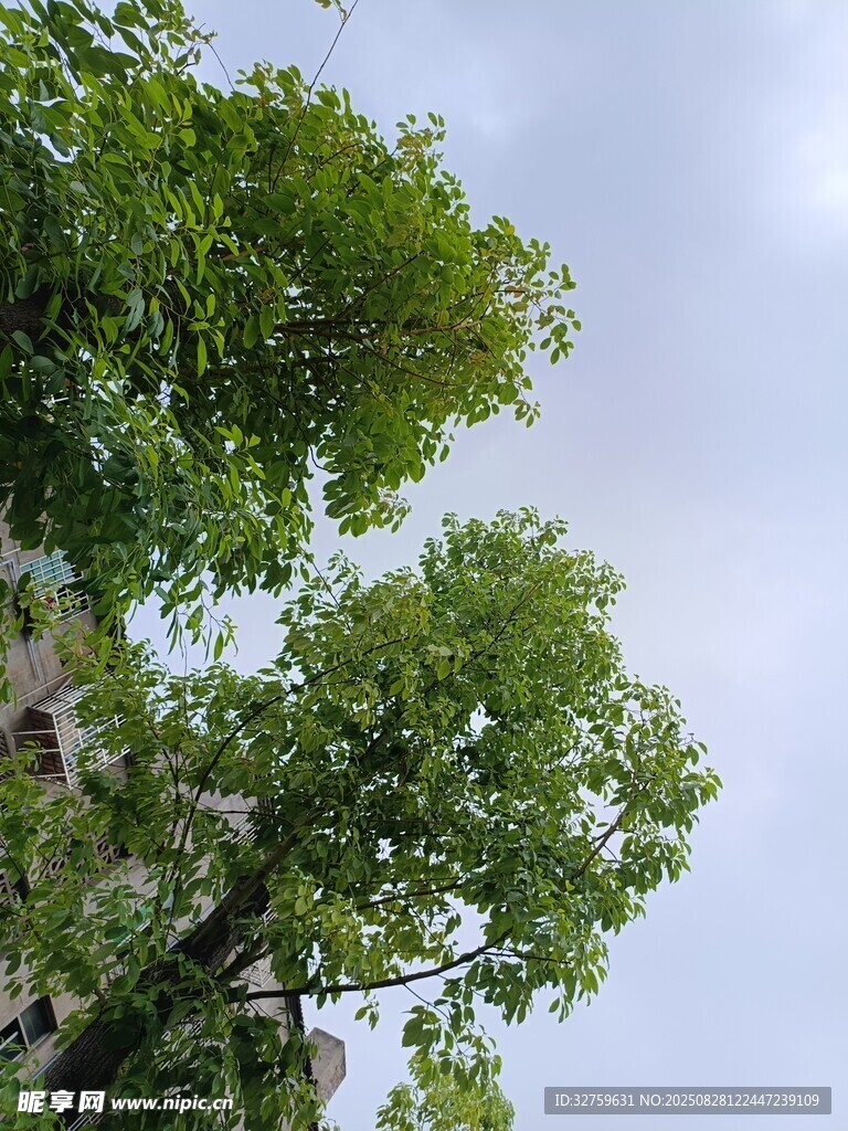 仰视葱郁树木
