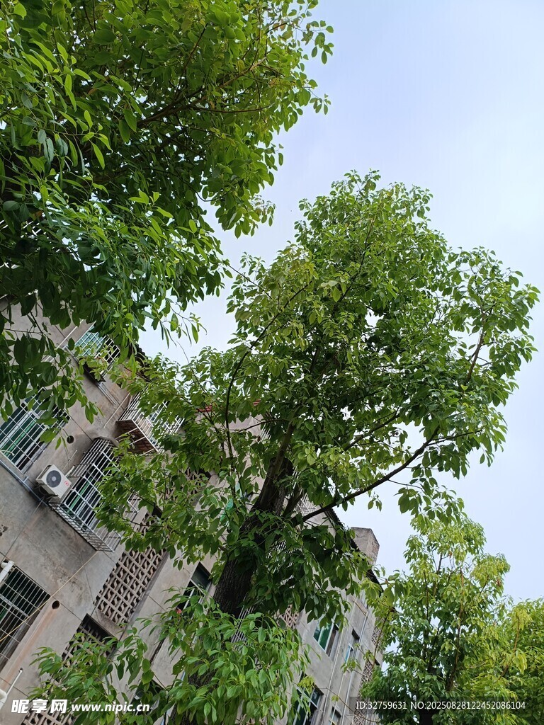 绿树掩映下的房屋