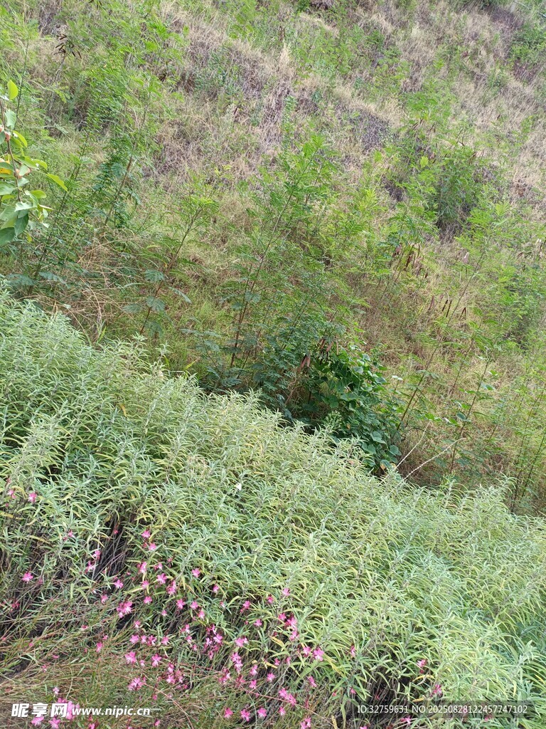 山坡绿植景观
