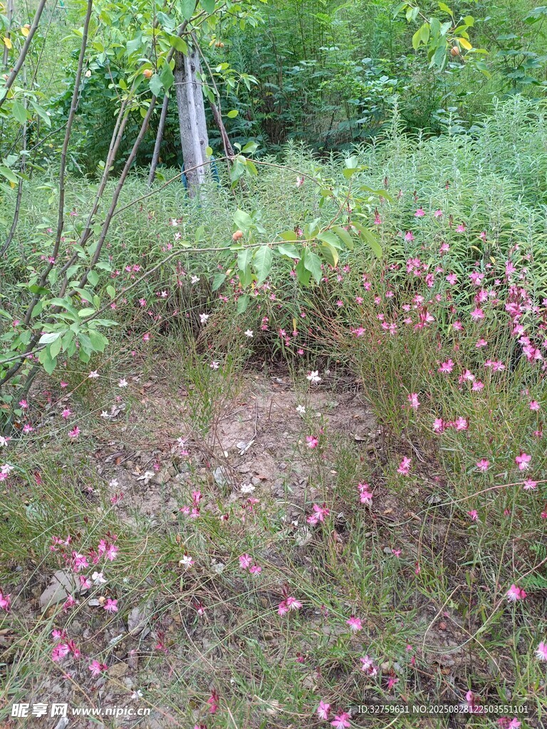 野外草地中的粉色小花