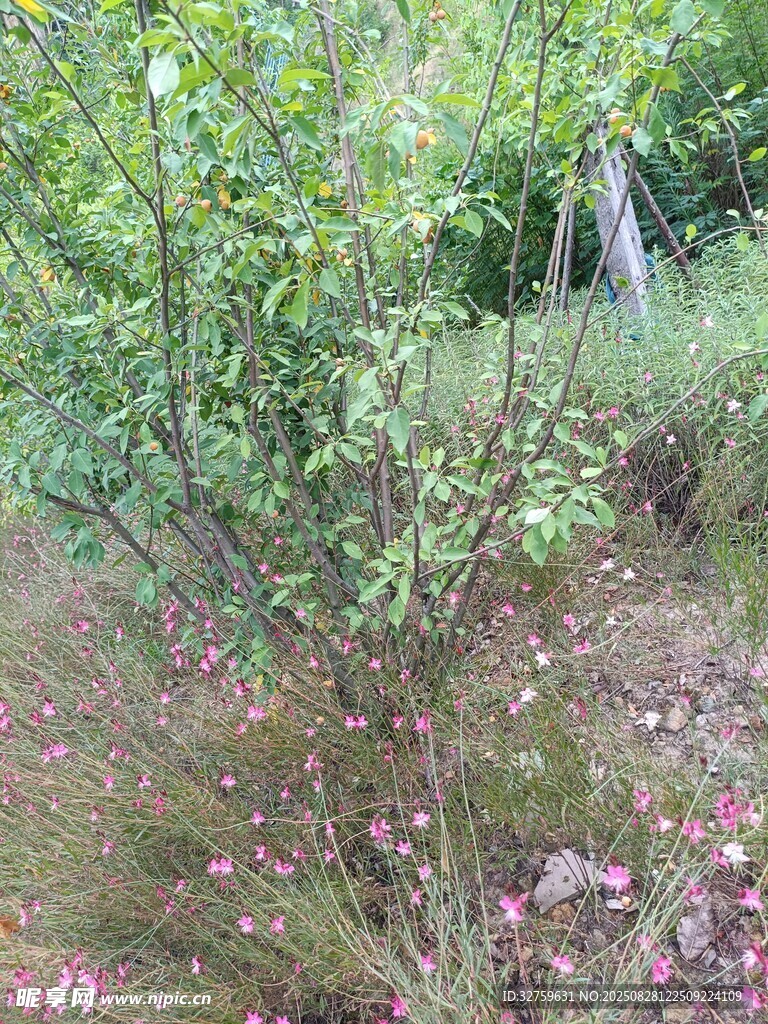 野外绿植景观