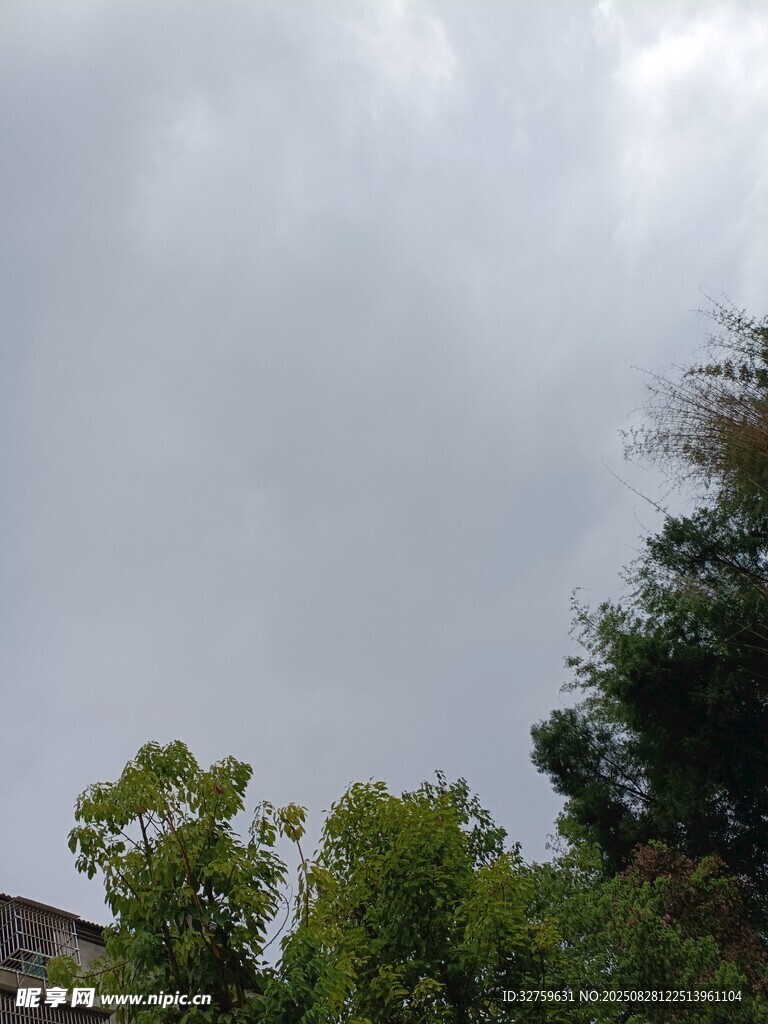 阴天的绿树景象