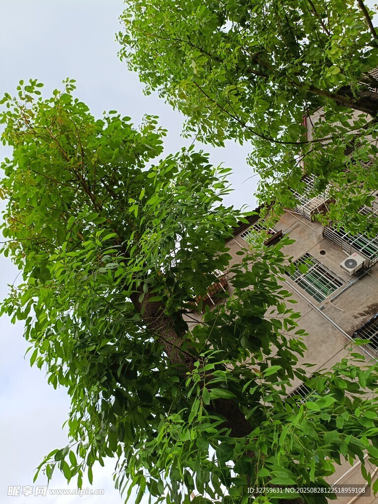 绿树掩映下的建筑物