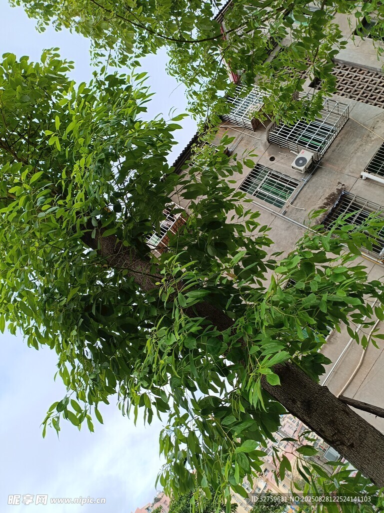 绿树掩映下的居民楼
