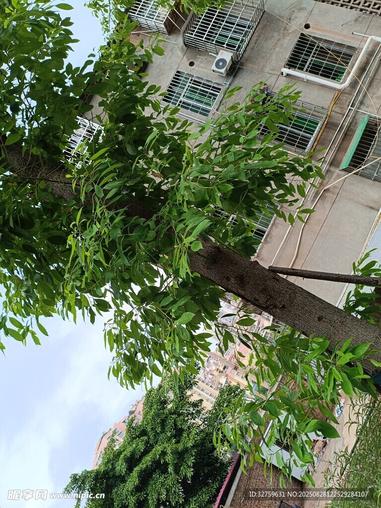 庭院绿树与楼房景致