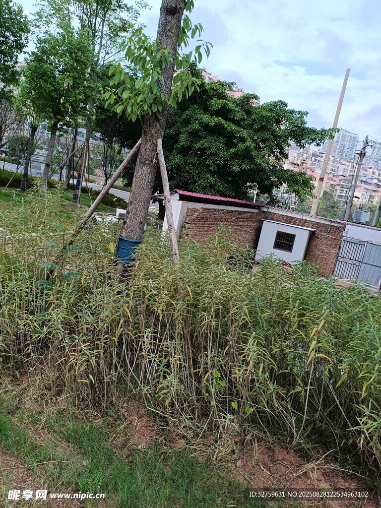 户外场景中的树木与小屋
