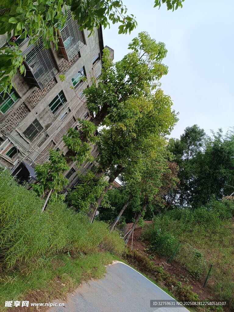 小路旁的楼房与绿植