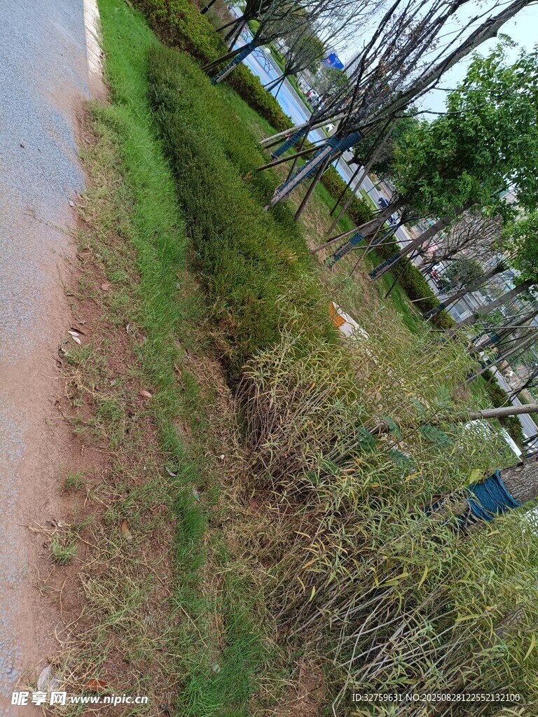 路边草地与树木景观
