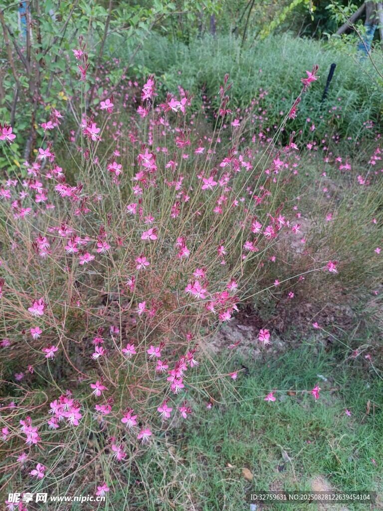 粉色小花绽放于草丛间