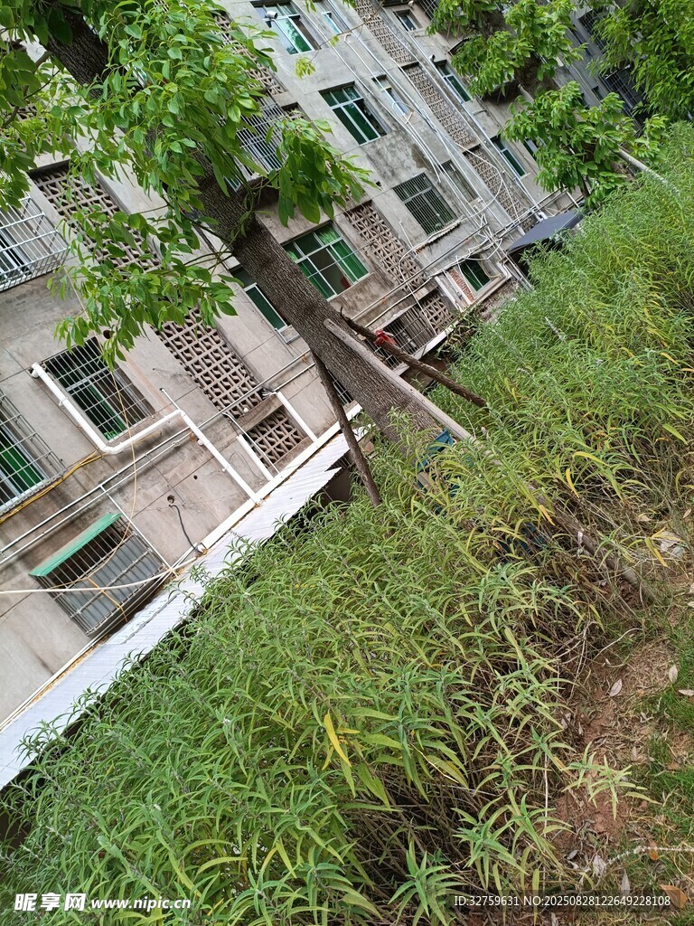 老旧楼房旁的绿植景象