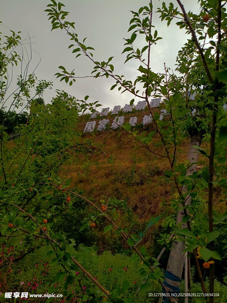 绿意盎然的户外自然景象