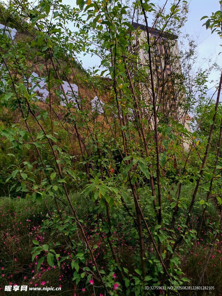 繁茂树林中的绿植景观