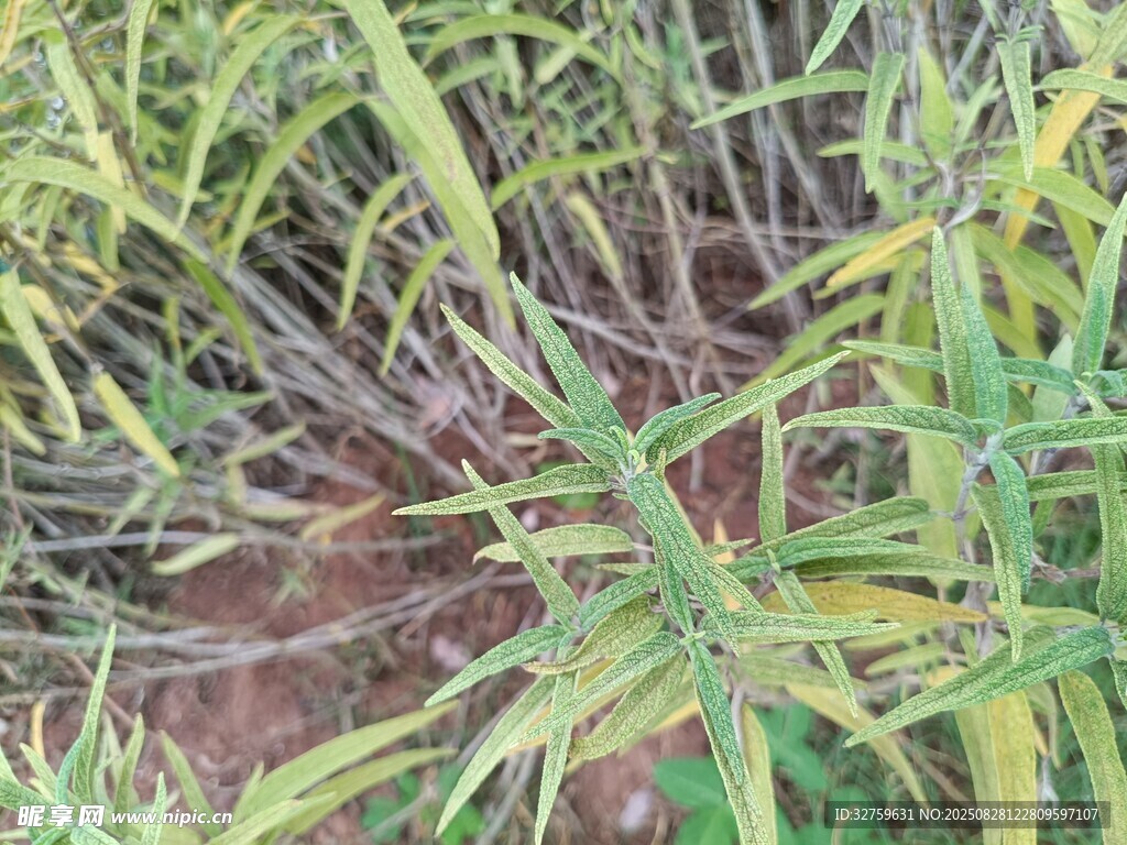 茂密绿植中的根系景象
