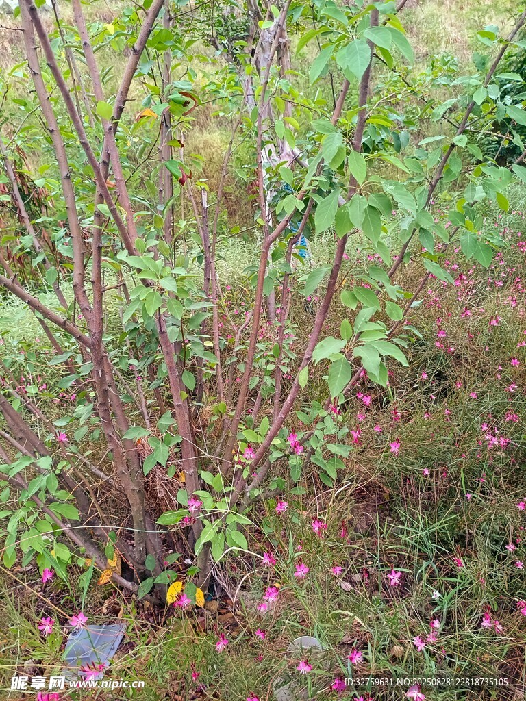 野外丛生植物景象