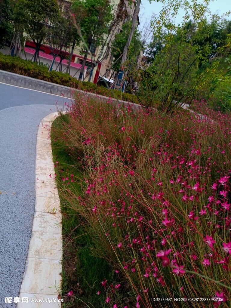 路边盛放的粉色花卉景观