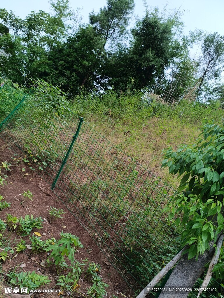野外绿植环绕的斜坡景象