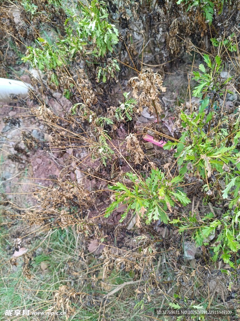 地面杂乱植物景象