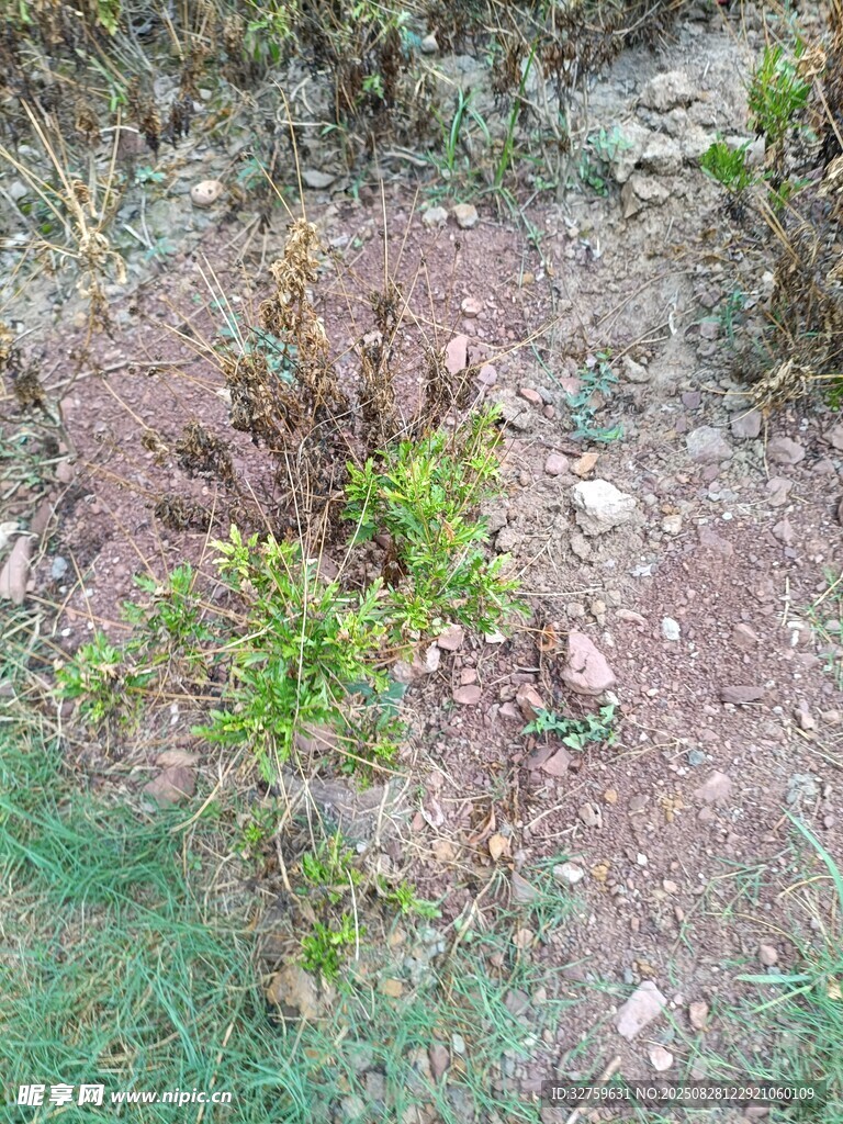 地面生长的绿色小植物