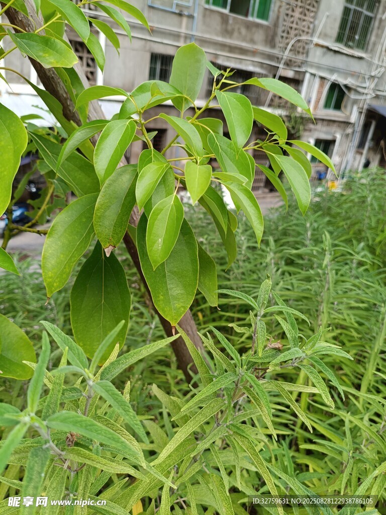 庭院中的绿植与辣椒植株