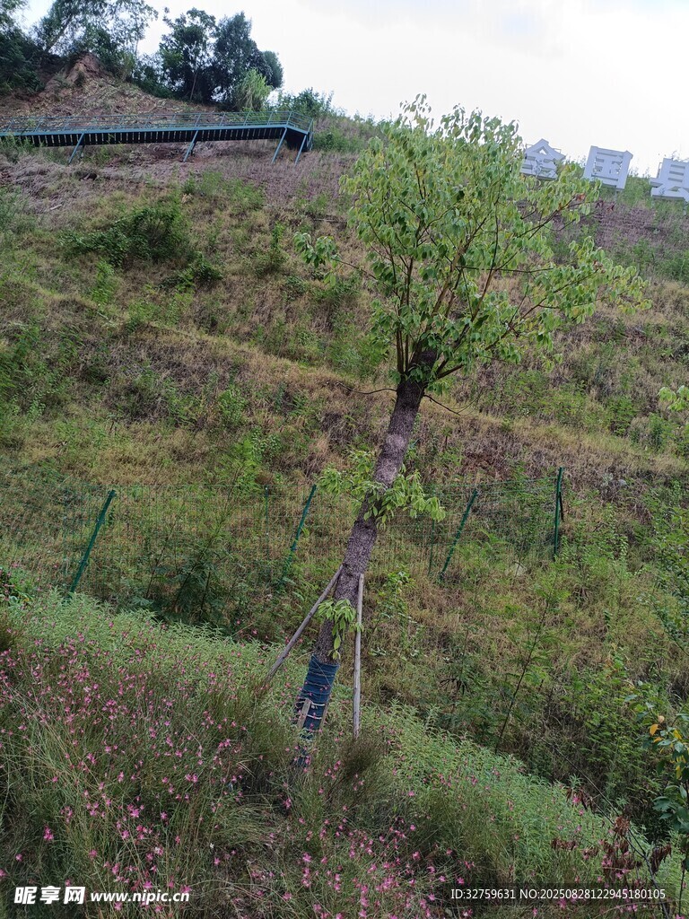 山坡上的绿植与围栏景观
