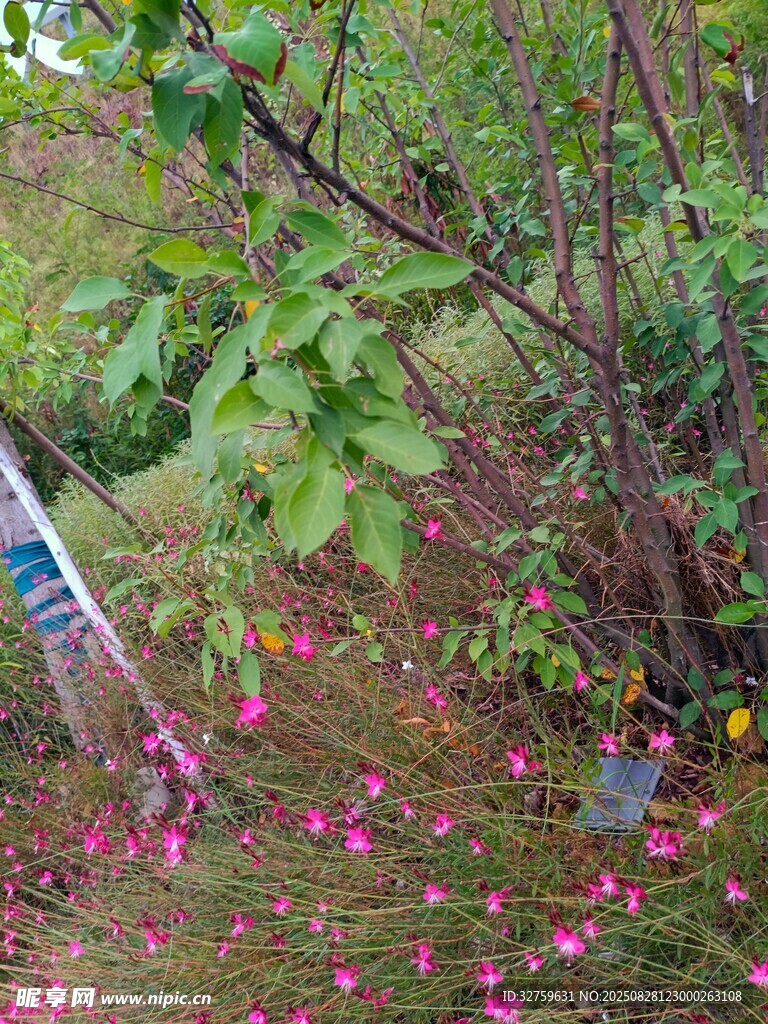 落花铺地的林间景致