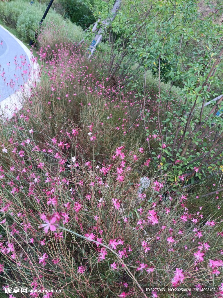 路边绽放的粉色美丽小花
