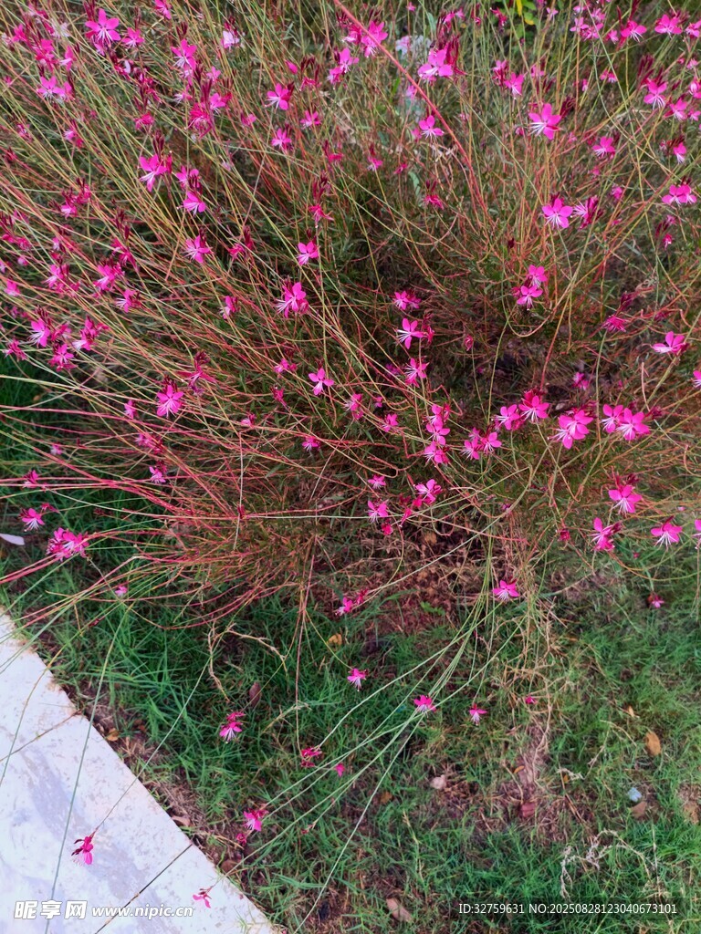 粉色小花丛 
