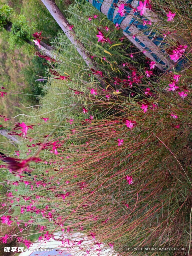 粉色花卉与绿植景观